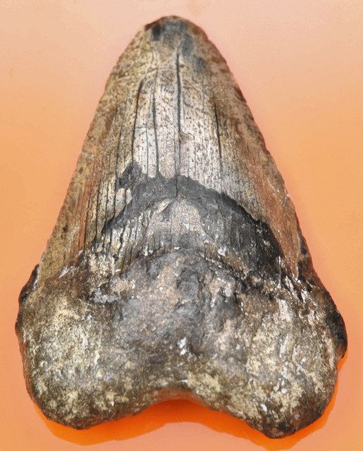 お宝発見！＞ （9）古代ザメの歯：中日新聞Web