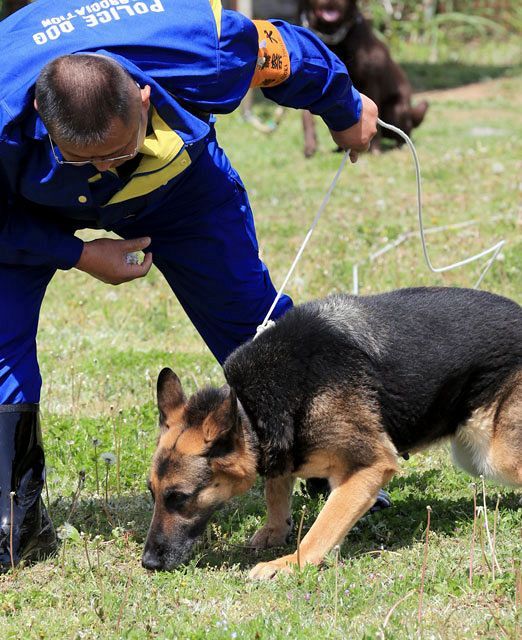 警察犬 １ 適性 性格は繊細で敏感 中日新聞しずおかweb