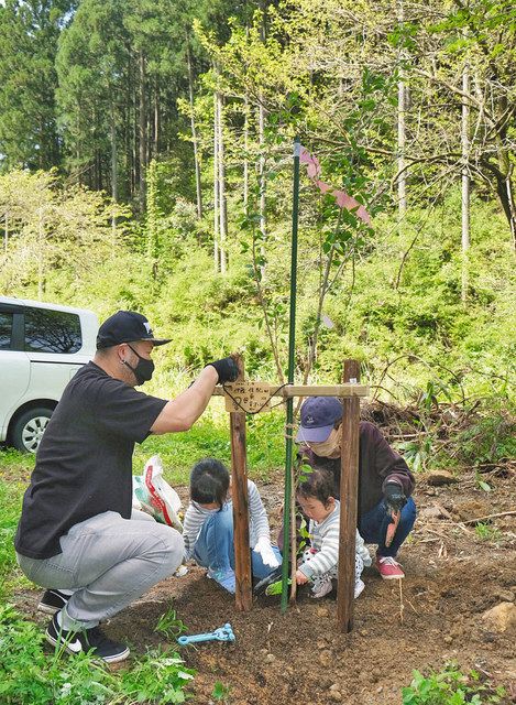 刈安林道 再び桜色に あわら 家族連れら苗木植樹 日刊県民福井web