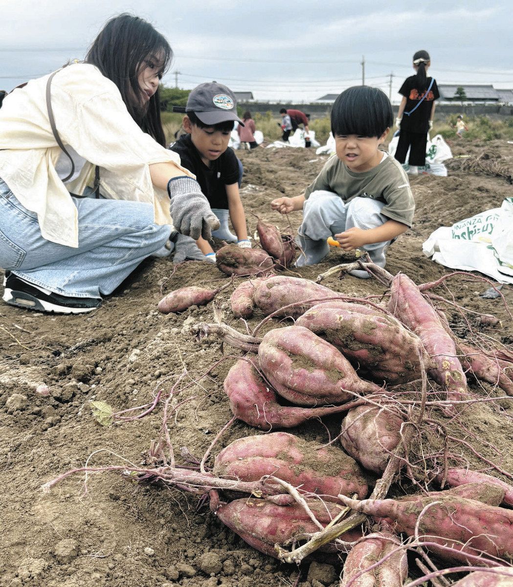 親子連れら160人がイモ掘り大会満喫 弥富の畑：中日新聞Web