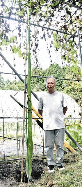 特大で長いひょうたん 育ったヒョウタン3メートル超 栽培歴12年、伊賀の中井さん：中日新聞Web