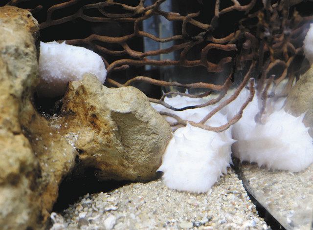 10万匹に1匹？ 白ナマコ のとじま水族館で展示：北陸中日新聞Web