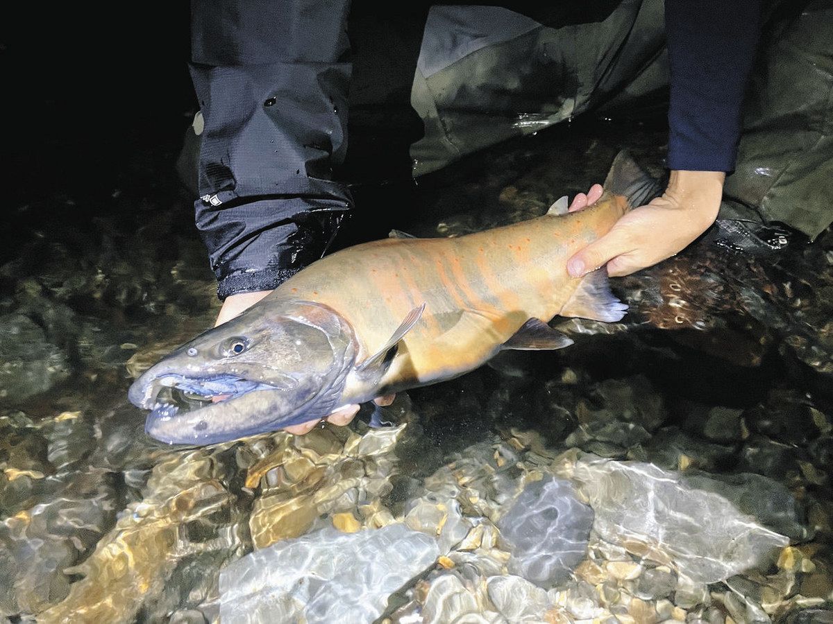 通常より20センチ大きいものも？ 「幻の高級魚」サツキマス超巨大化の