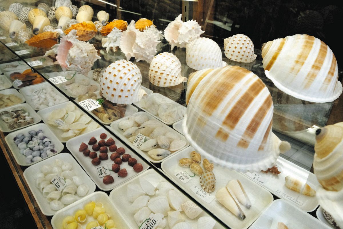 伊勢土産に貝殻はいかが？ 貝殻ばかりの土産物店、近くで採れたと思い
