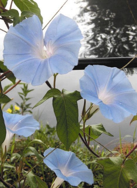 宇宙旅したアサガオ種子の８代目子孫 飯田 天仁の杜で大きな花咲かす 中日新聞web