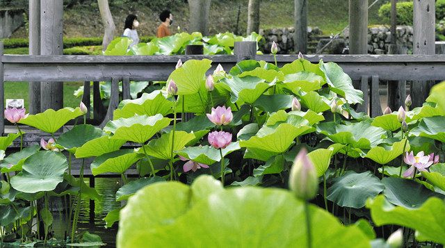 南越前の公園 世界の花ハス咲き誇る：日刊県民福井Web