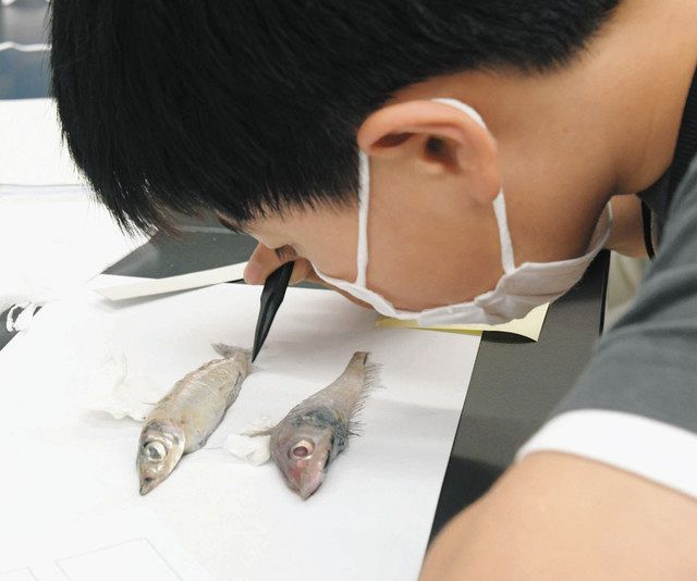 豊浜水揚げの深海魚「耳石」を標本に 名古屋でワークショップ：中日新聞Web