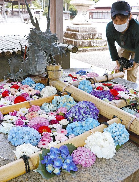 アジサイ花手水 梅雨に彩り 甲賀の５寺社 中日新聞web