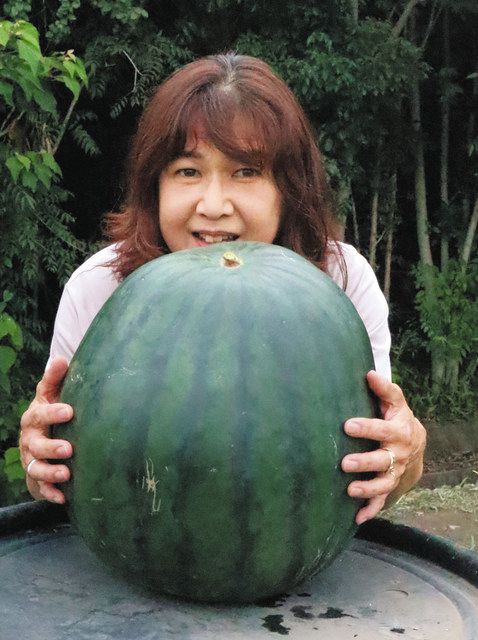 冷蔵庫に入るかな？16キロの巨大スイカ 鈴鹿で収穫：中日新聞Web