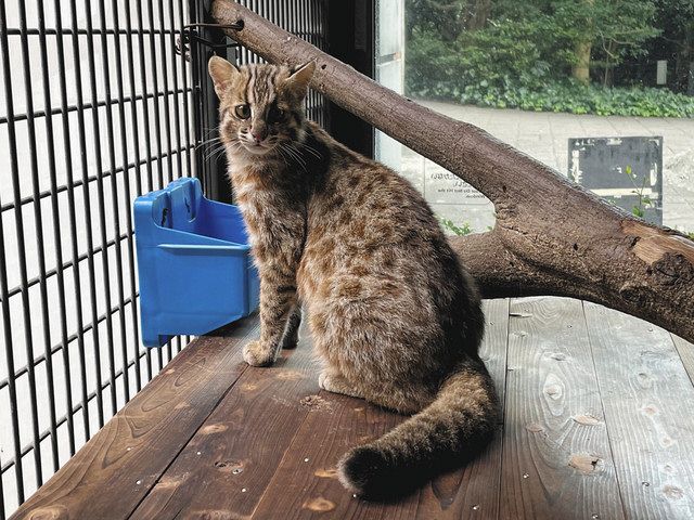 ツシマヤマネコ 保護増殖事業で雌雄２匹来園 名古屋 東山動植物園 中日新聞web