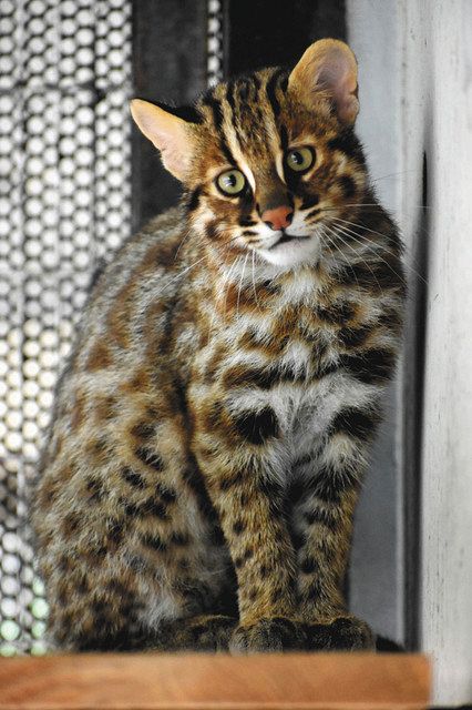 福岡市動物園から来園するアカツキ＝同園提供