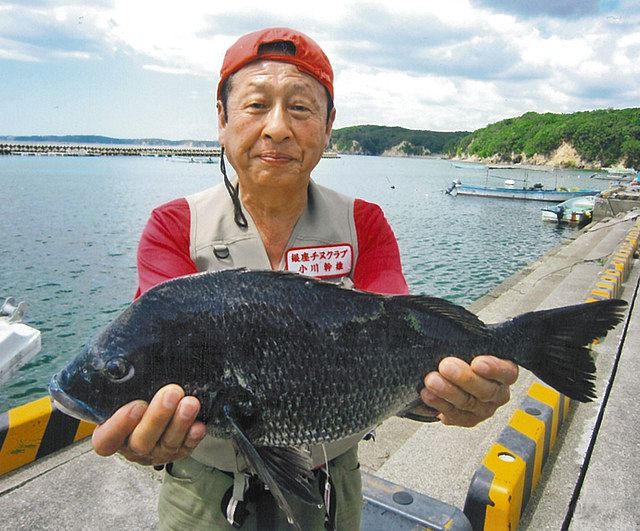 年なしクロダイ５２センチ 三重 畔蛸イカダ 中日スポーツ 東京中日スポーツ