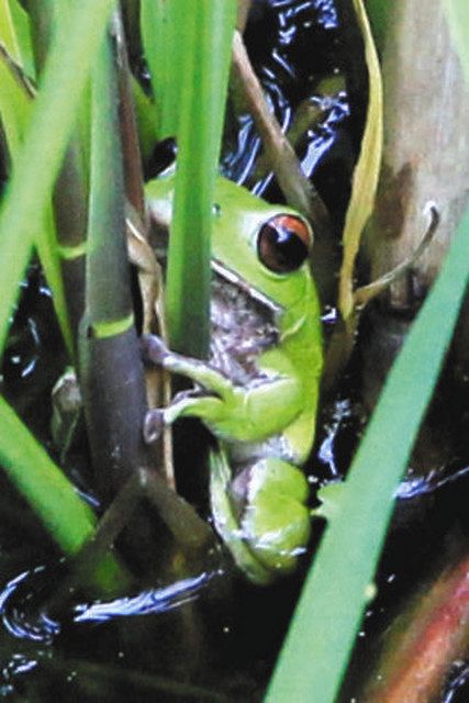 モリアオガエル 白い泡もりもり 高山のため池で産卵ピーク 中日新聞web モリアオガエル 白い泡もりもり 高山のため池で産卵ピーク 中日新聞web