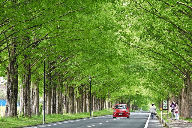 光さわやか新緑のトンネル 滋賀 高島のメタセコイア並木 中日新聞web 光さわやか新緑のトンネル 滋賀 高島のメタセコイア並木 中日新聞web