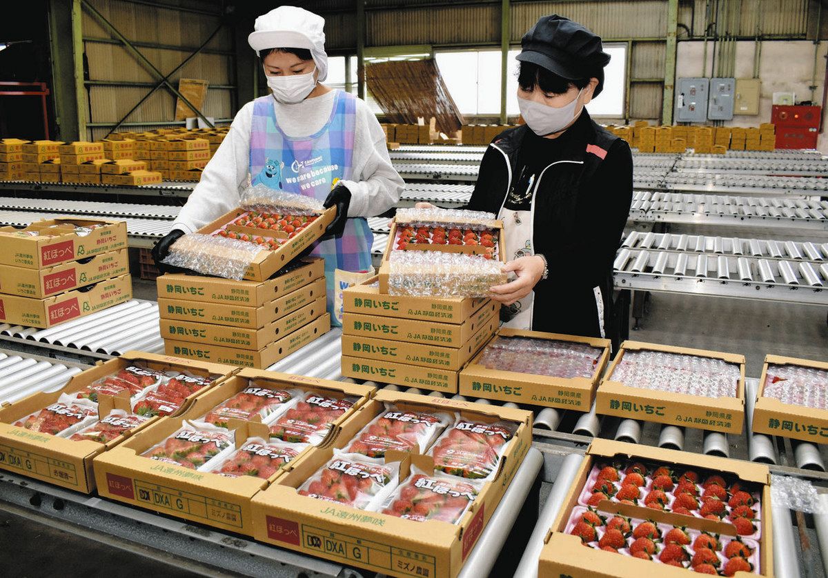 猛暑対策バッチリでいい出来に JA遠州夢咲でイチゴ初出荷：中日新聞しずおかWeb