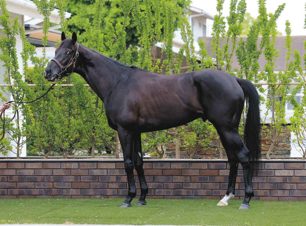 日本ダービー馬体診断】7枠13番クロワデュノール、7枠14番ホウオウ