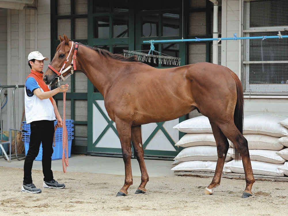 日本ダービー馬体診断】7枠13番クロワデュノール、7枠14番ホウオウ