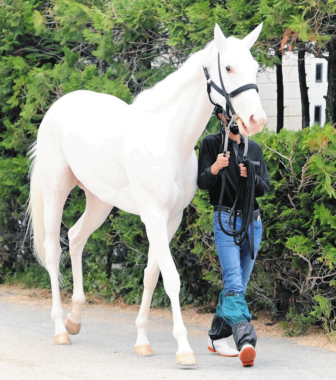 競馬 白毛馬 ソダシ ヴィクトリアマイル優勝 カードコレクション
