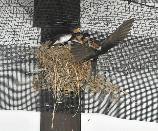 穴水駅「ツバメの」子育てスポット 67個の巣を確認 県内で最多 ：北陸