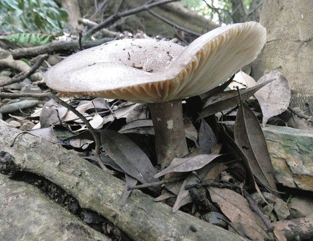 毒キノコカレー食べて一時意識不明 愛知・幸田の男性が採取：中日新聞Web