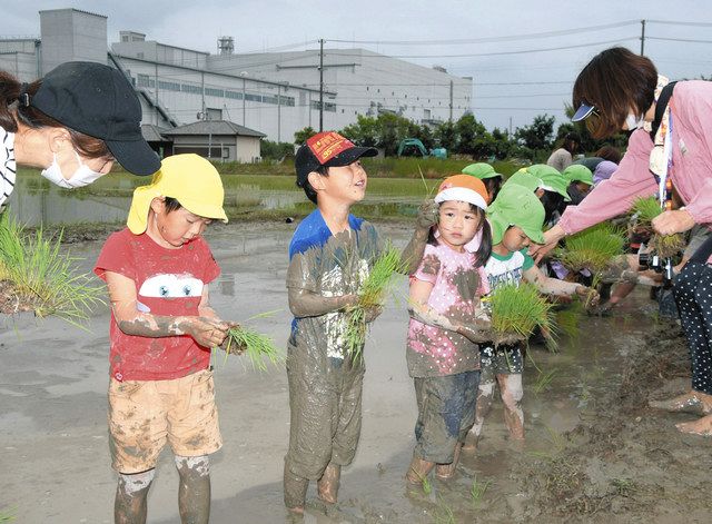 泥んこになってイネうえたよ 掛川 おおぶちこども園 中日新聞しずおかweb
