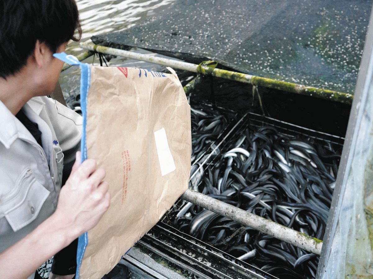 ダイヤじゃない。鉄くずだった」シラスウナギ採捕者振り返る ウナギ