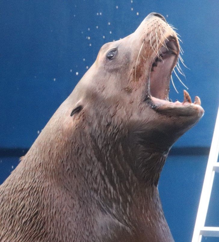 動物研究家”パンク町田さんが東京湾の「はぐれトド」に名付けた