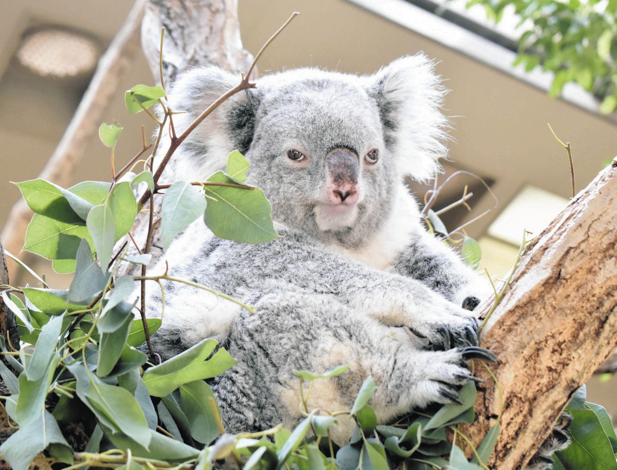 東山動植物園のコアラ「ティリー」天国へ 人間なら80歳、5回の出産経験