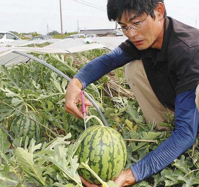小玉スイカ ひんやり甘い 刈谷市北部で収穫始まる 中日新聞web