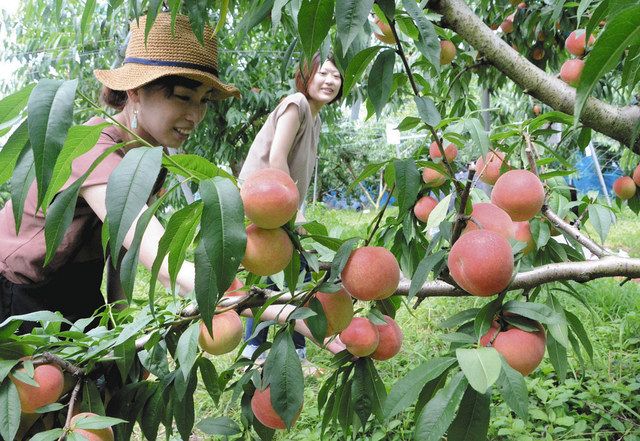 甘 いモモを品定め 竜王の観光農園に多くの人 中日新聞web