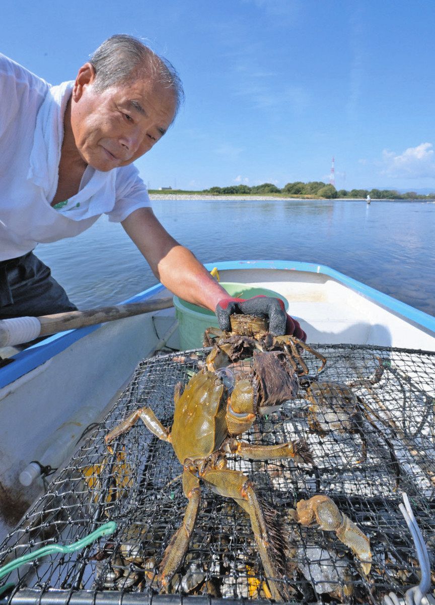 モクズガニ40匹ごっそり 九頭竜川でかご漁最盛期：中日新聞Web