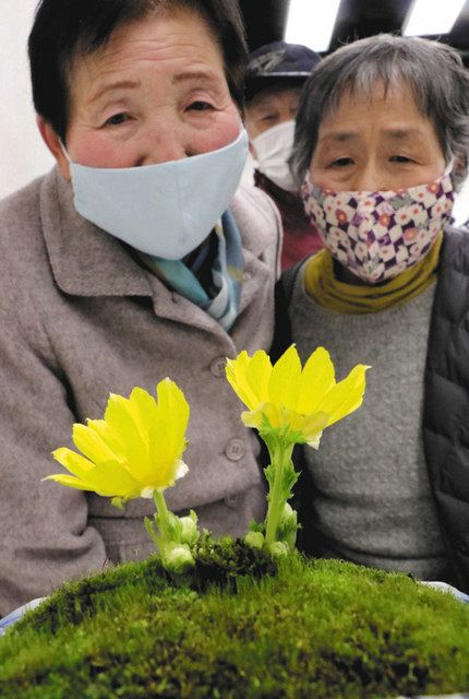 笑顔も咲く 松任芽 地元の保存会 フクジュソウを展示：北陸中日新聞Web