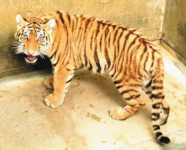 ツキ ママさん期待 いしかわ動物園にアムールトラ 北陸中日新聞web