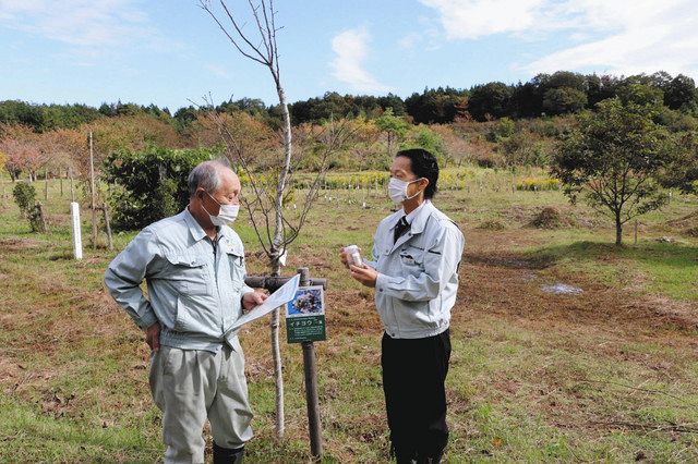 東山千本桜 復活へ 小松市マウンテンバイク場の里山再生 北陸中日新聞web