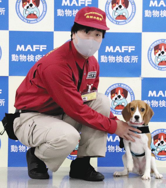 検疫探知犬 実演お見事 小松空港に昨年配置 国際線休止 出番まだ 北陸中日新聞web