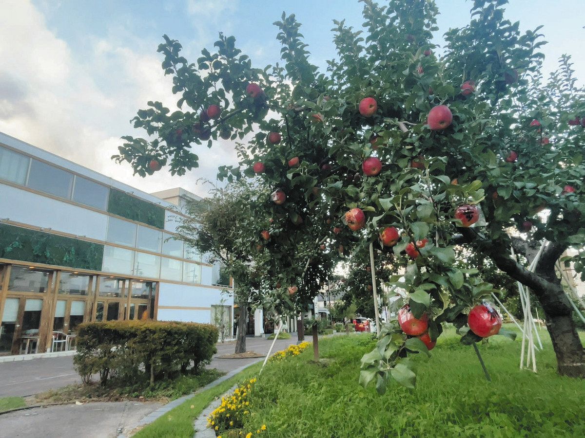 りんご並木70年の実り 飯田東中学生が植樹＞（上）歴史 復興象徴 から