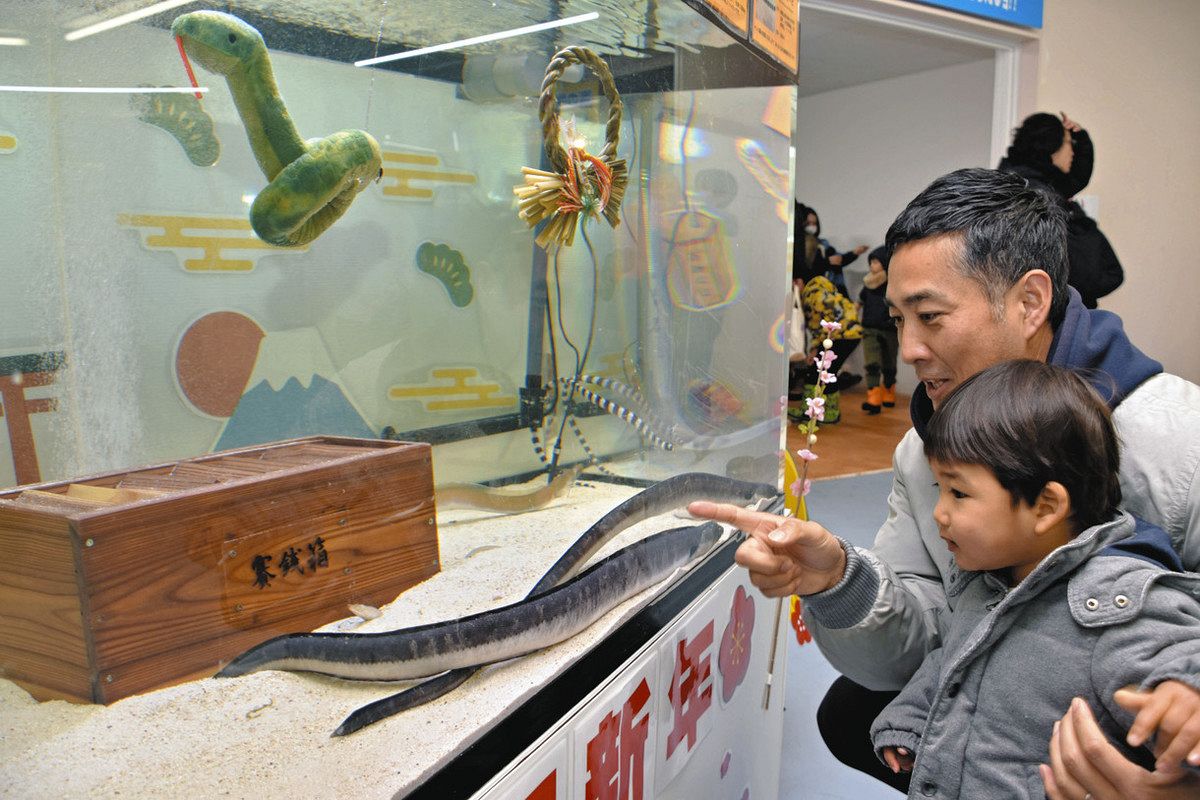 ウミヘビ個性いろいろ 越前松島水族館 ：日刊県民福井Web