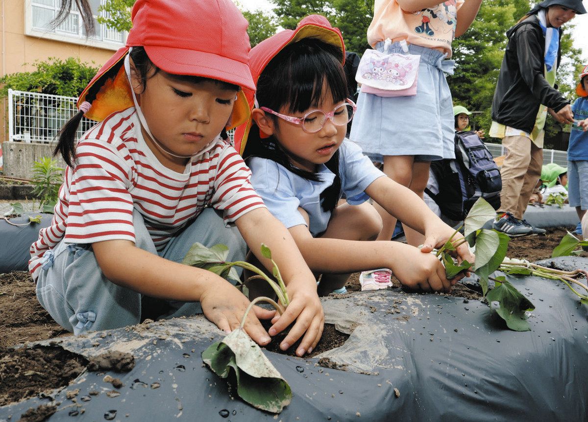 サツマイモさん 大きくなあれ 小松の園児ら 苗植えに挑戦：北陸中日新聞Web