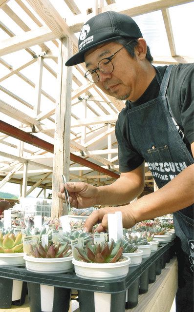 多肉植物５００種 一志町に専門店 ２１日オープン 中日新聞web