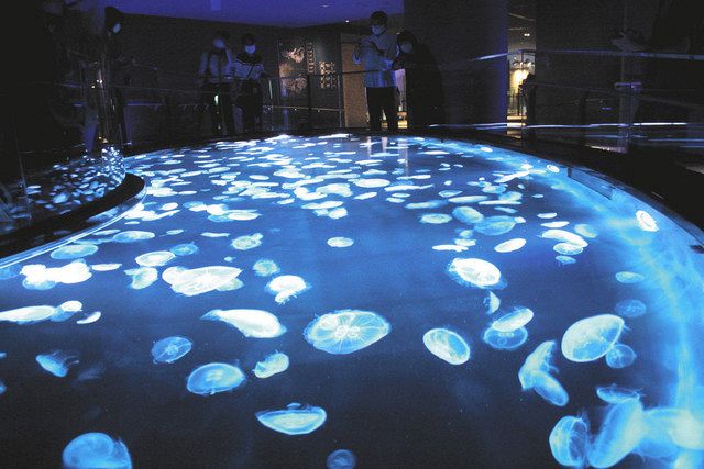 水族館の展示 クラゲ人気の理由は 中日新聞web