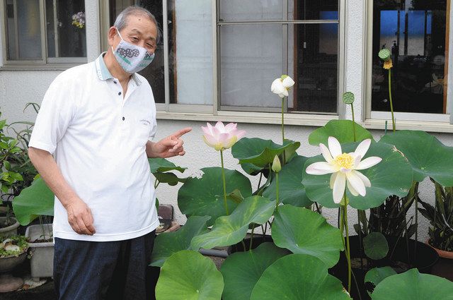 ハスの大輪を自宅で咲かせて 羽島の馬場さん 栽培法伝授 中日新聞web