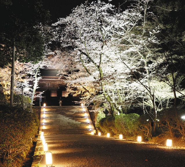 桜きらめく春の宵 大津 三井寺ライトアップ 中日新聞web