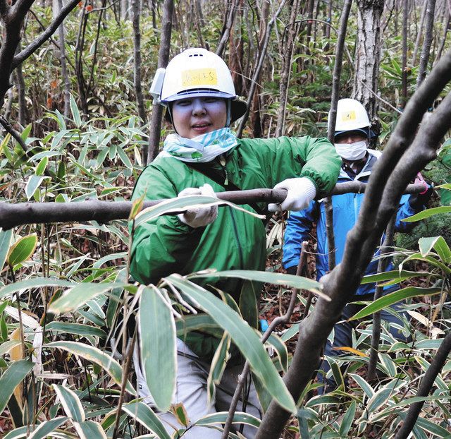 伐採したエゴノキを運ぶ参加者＝美濃市片知で 