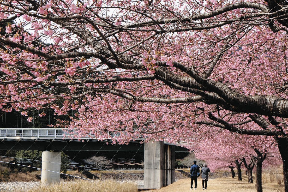 一足早く春の情感 河津桜が咲き誇る：中日新聞Web