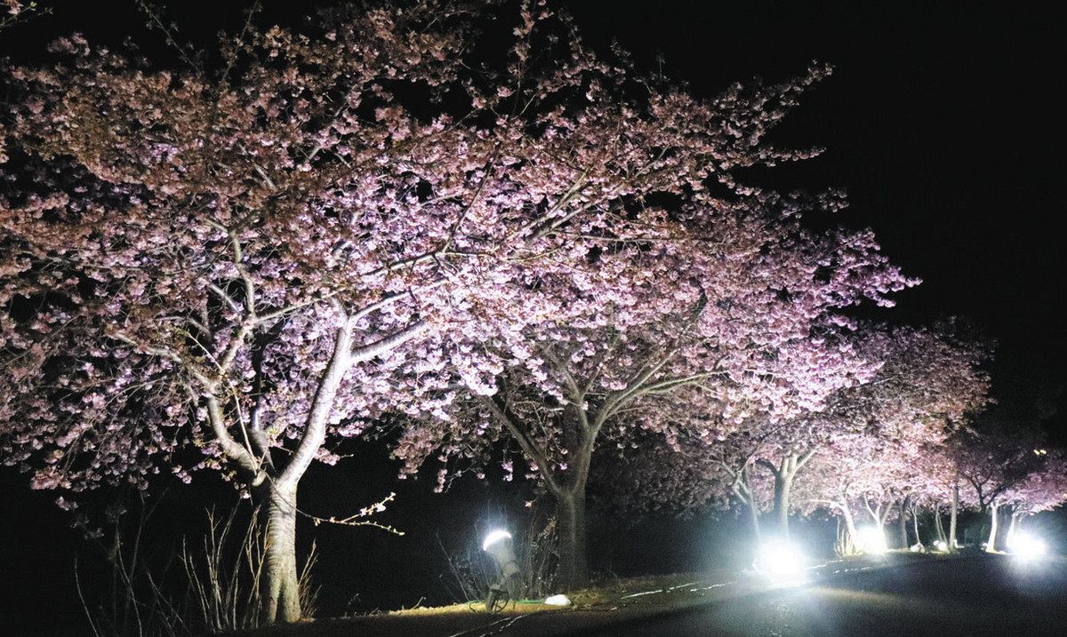 一足早く春の情感 河津桜が咲き誇る：中日新聞Web