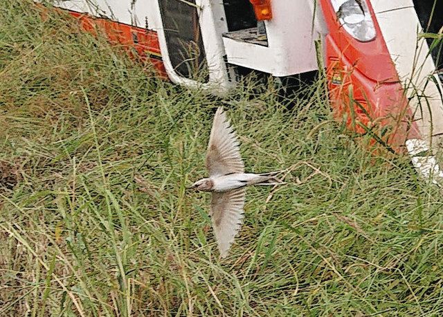 多治見の田んぼに“白いツバメ”飛来 白色化個体か：中日新聞Web
