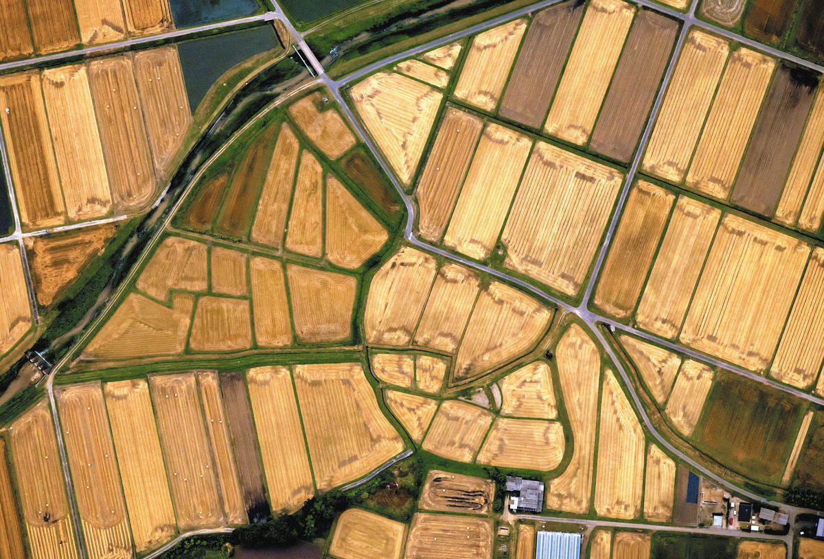 黄金色のパッチワーク、麦畑で「麦秋」迎える 三重県四日市市で初夏の