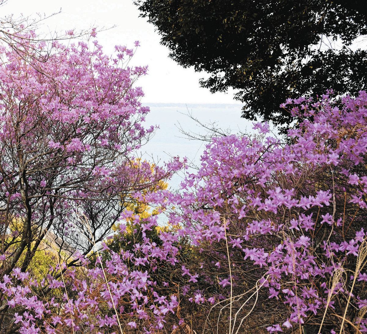 紫の花を見ながら春を感じて 湖西・正太寺でミヤマツツジ見頃：中日