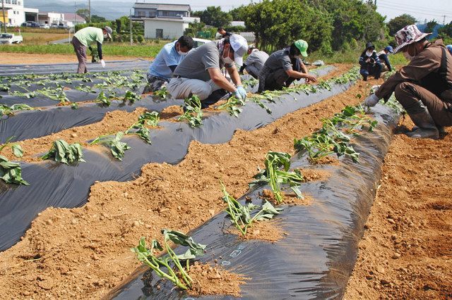 白須賀でサツマイモ苗植え 遊休農地の再生進める ：中日新聞しずおかWeb