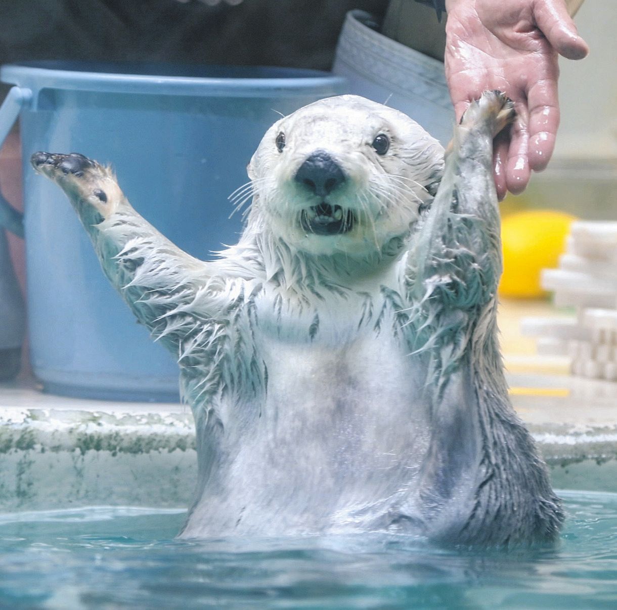 動画】もう、お別れ…？ラッコの観覧「1人1分」に 鳥羽水族館、記者も 